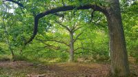 Arbre Rochefort En Yvelines